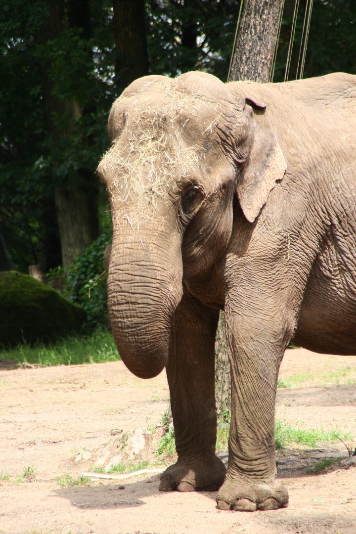 olifant