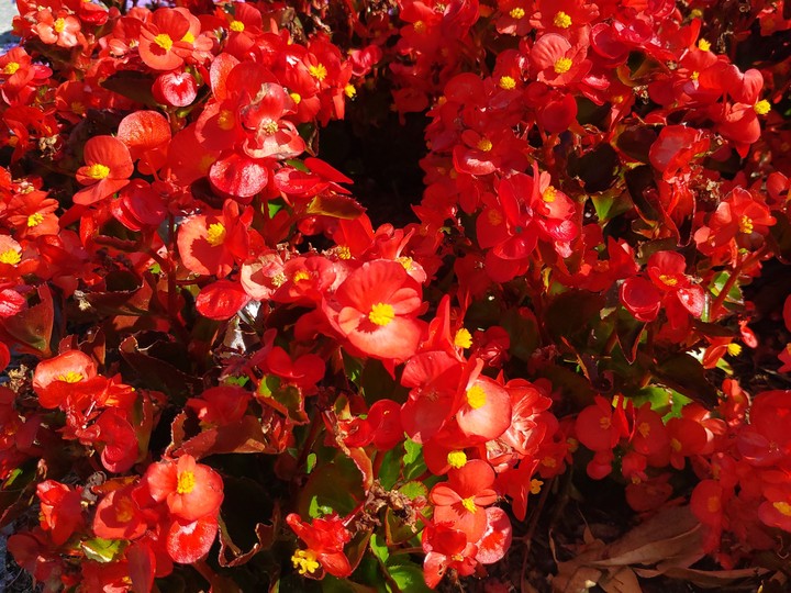 flowers