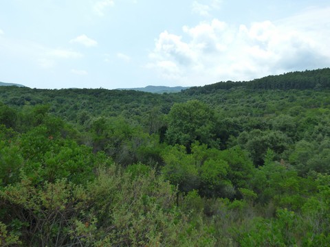greek forest