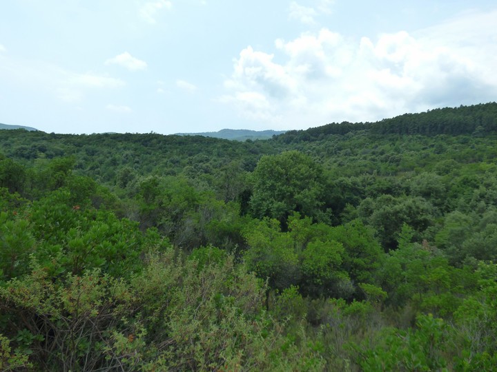 greek forest