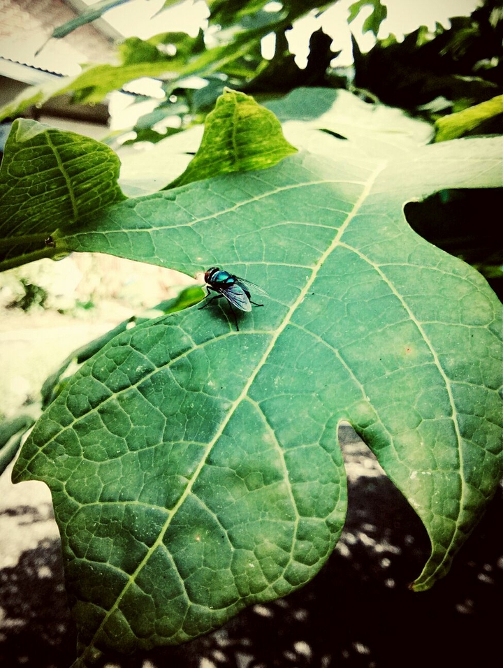 #larva