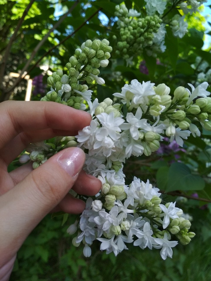 Сирень