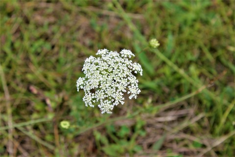 Flower FoTo