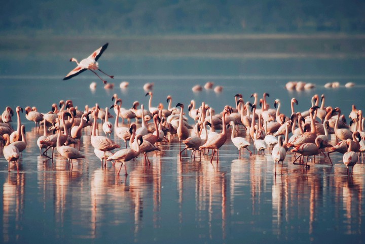 Birds