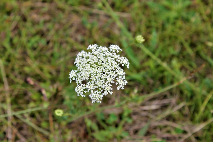 Flower FoTo 