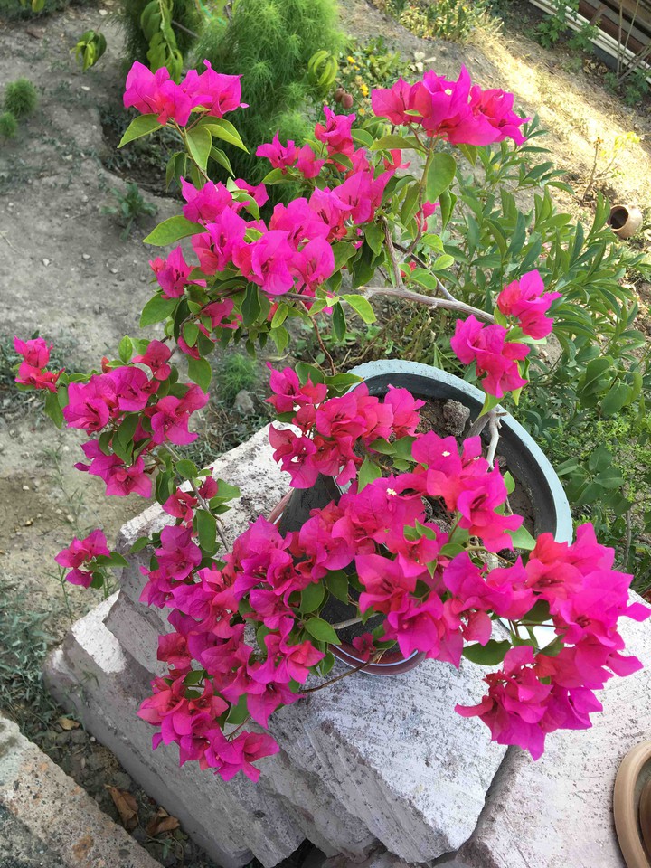 ծաղիկներ