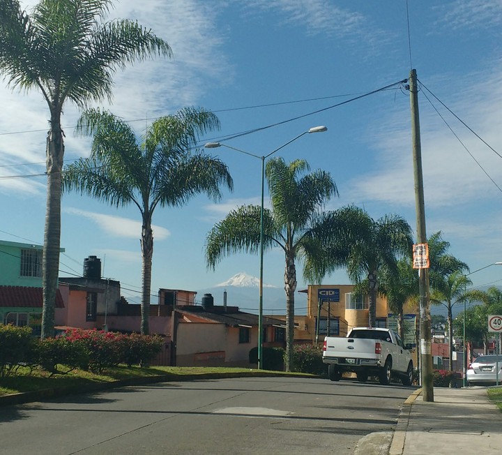 Palmeras