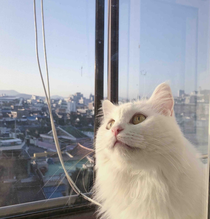 고양이