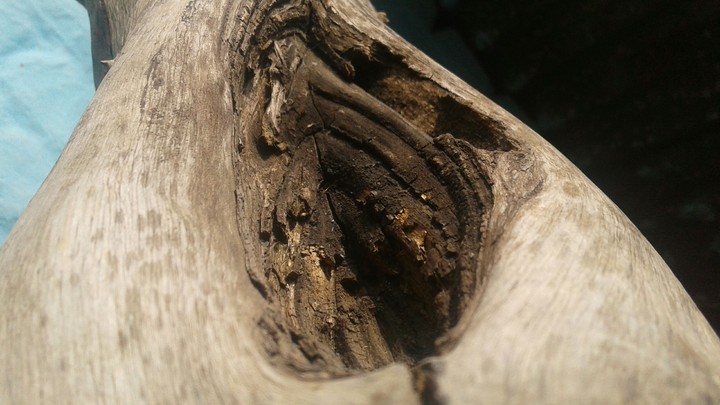 nice cavity trunk