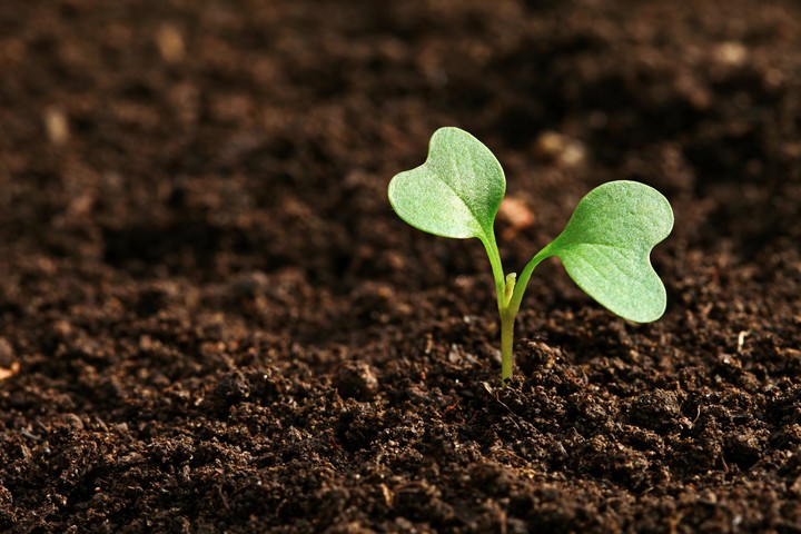 farm's leaf