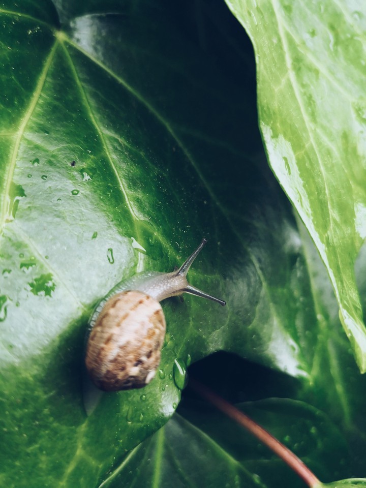 Lumaca