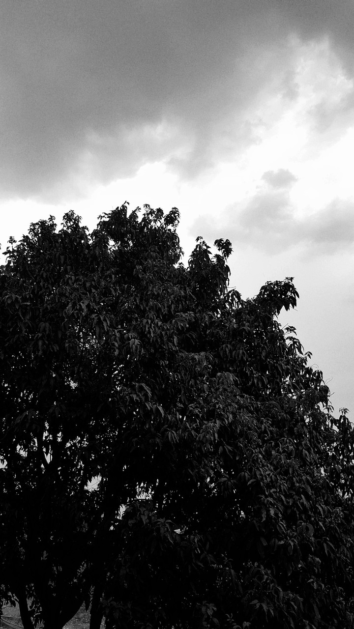 Tree.