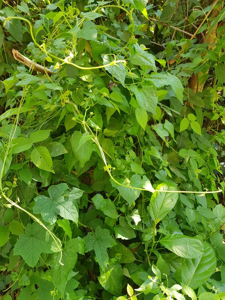 Greenery
