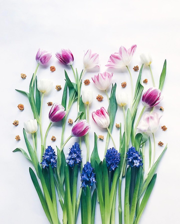blossom