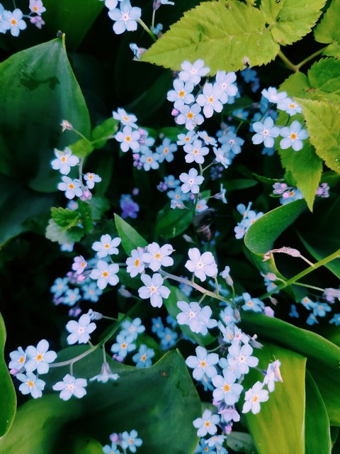 flower forget-me-not