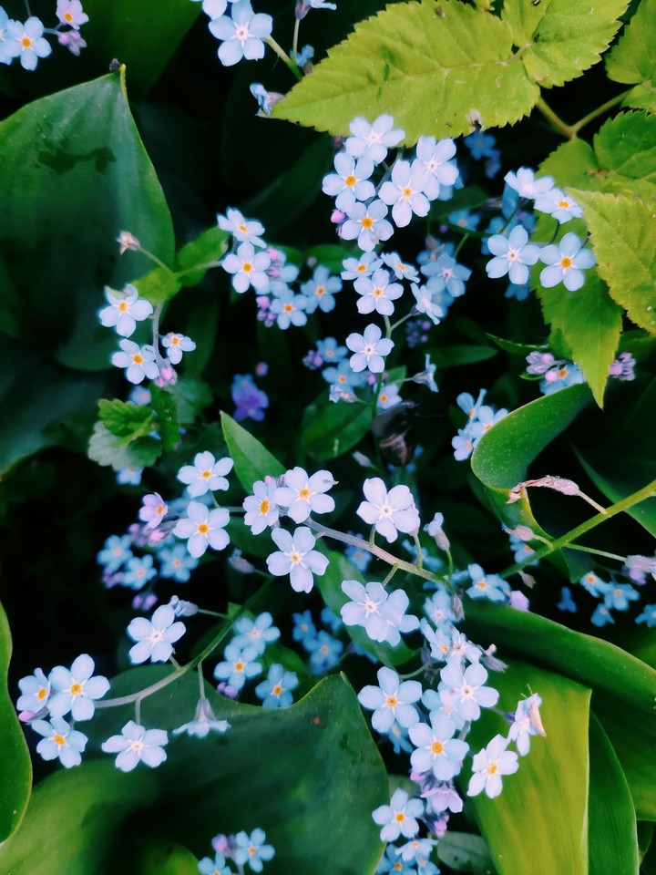 flower forget-me-not