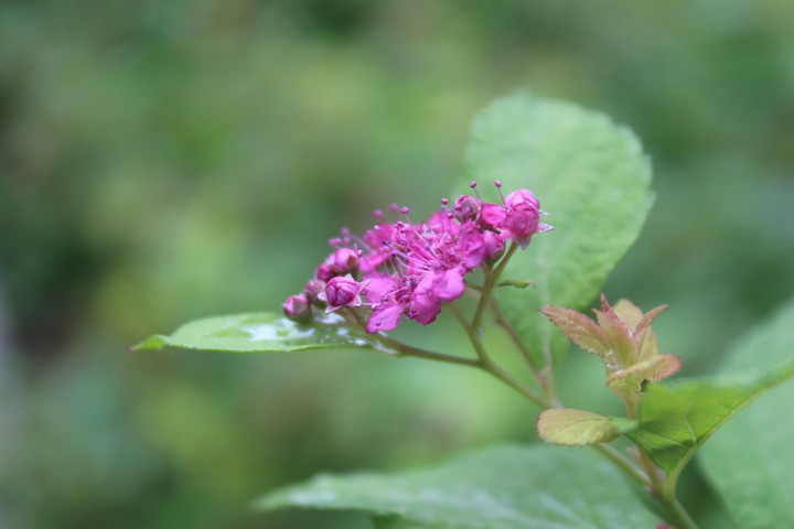 Macro