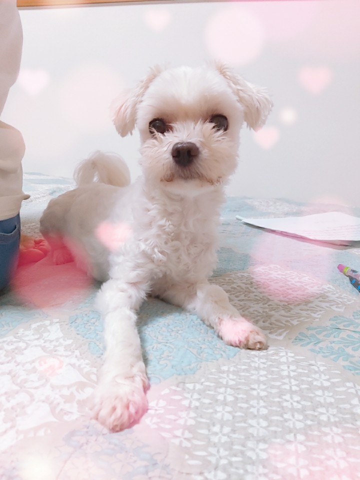 우리 강아지♡(스노우로 찍었어요)