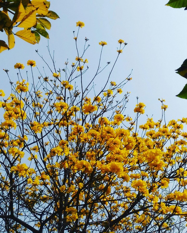 once a year golden trumpet tree