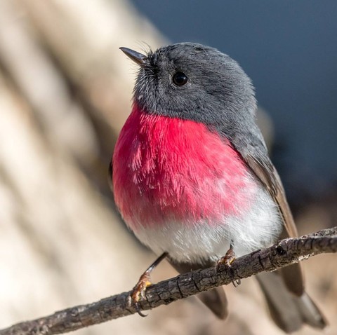 Robin