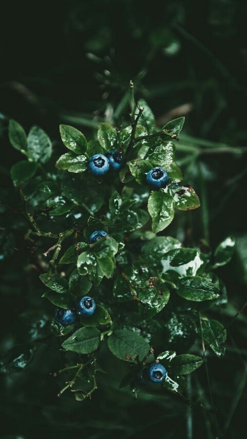 blue berry