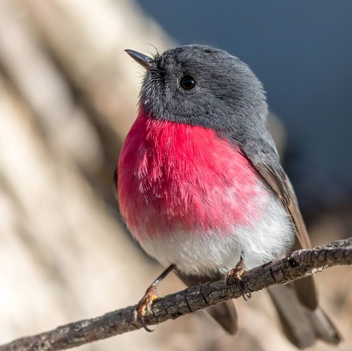 Robin