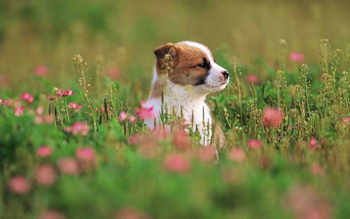 dog