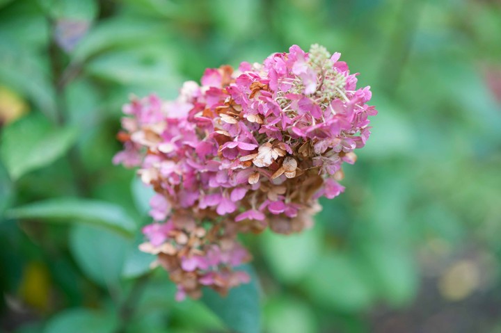 pink flower
