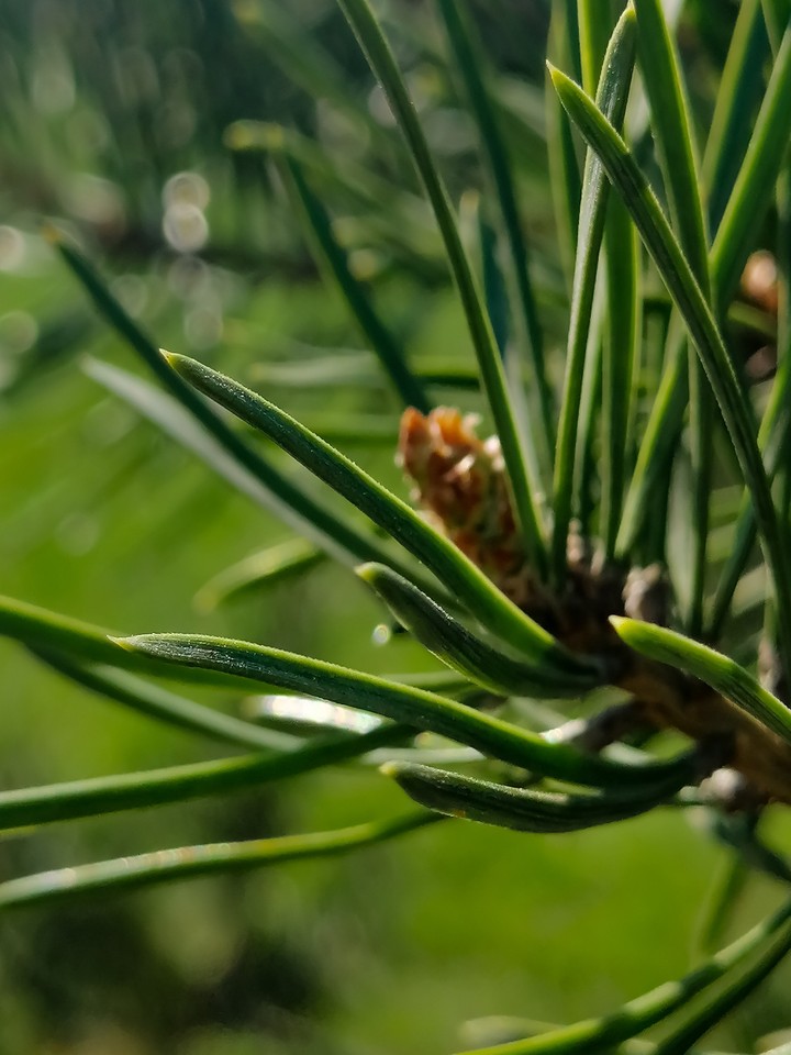 Pine
