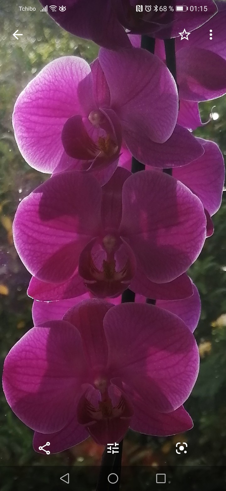 Blume