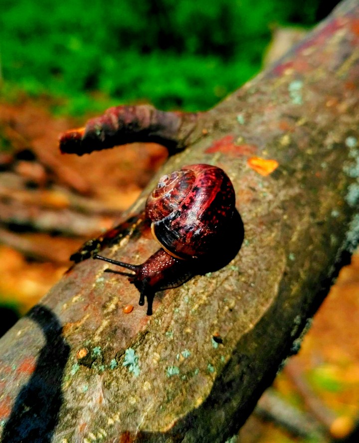 snail