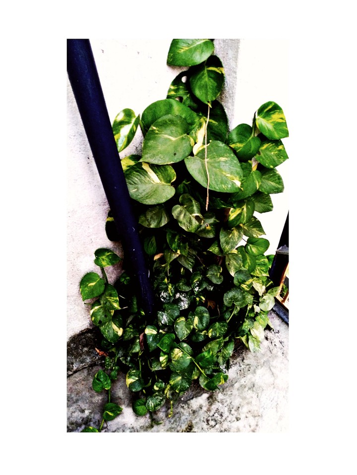 plant
