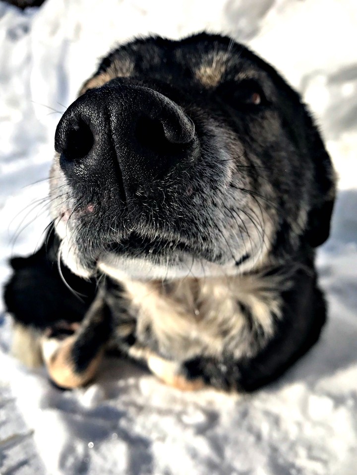 dog