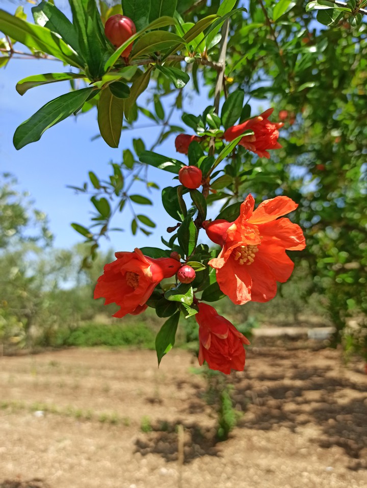Flowers