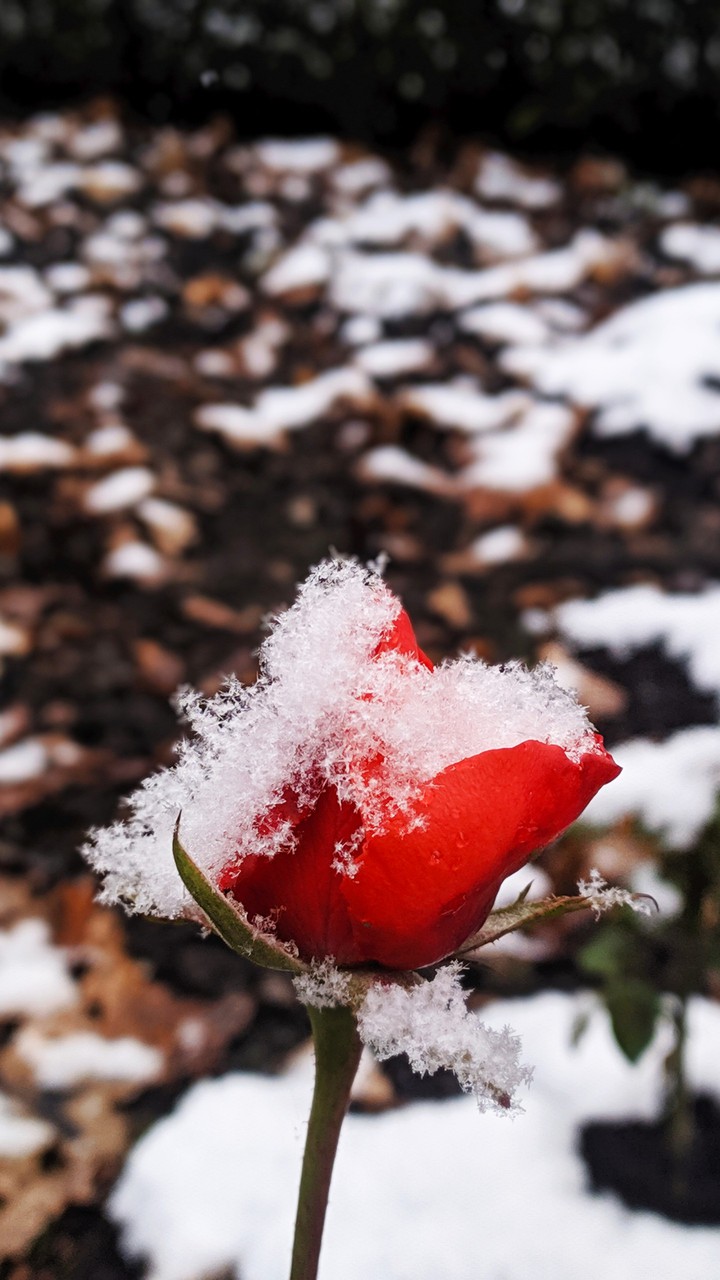 rose in snow
