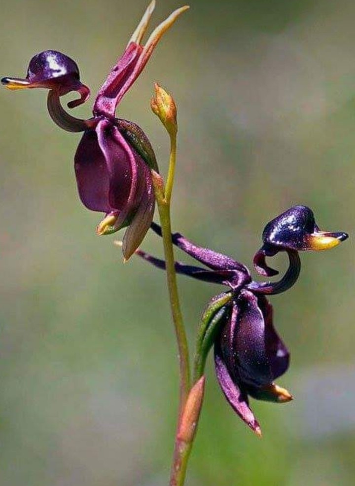 burgeon