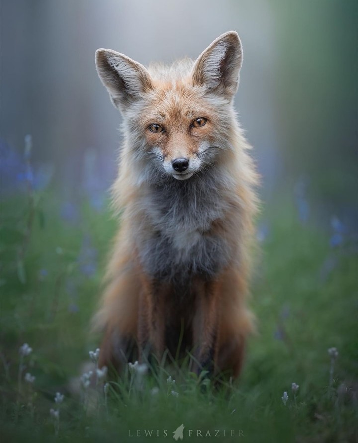 fox