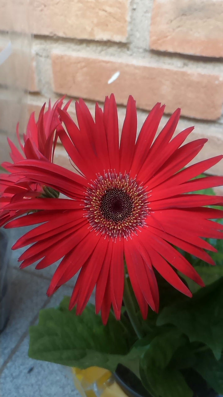 The Red Flower