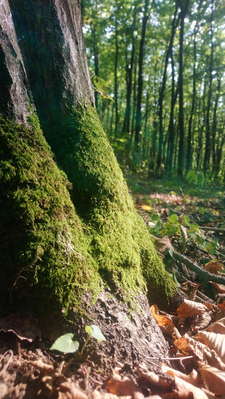 moss