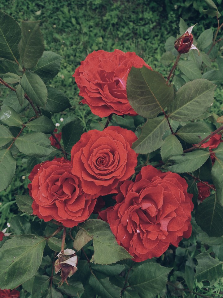 La vie en rose.