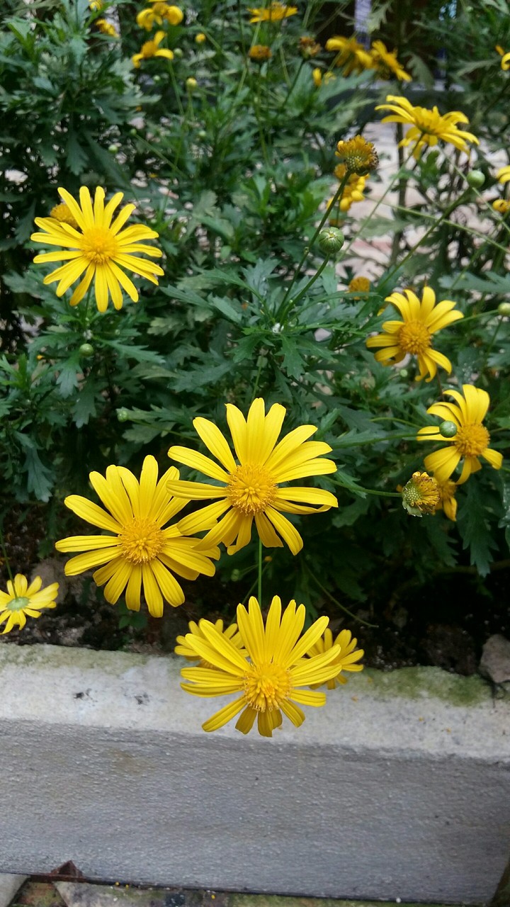 flowers taken by me