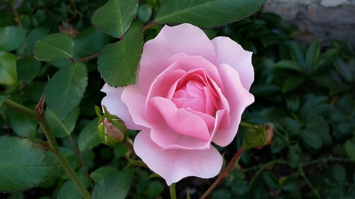 Beautiful rose