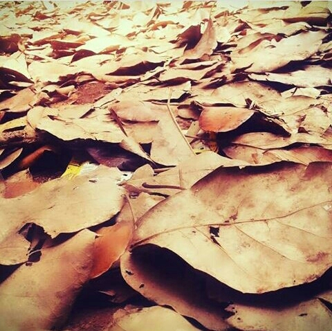 nature