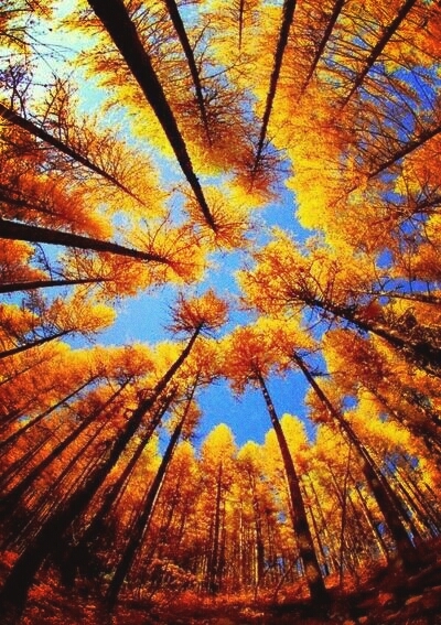 nature is beautiful