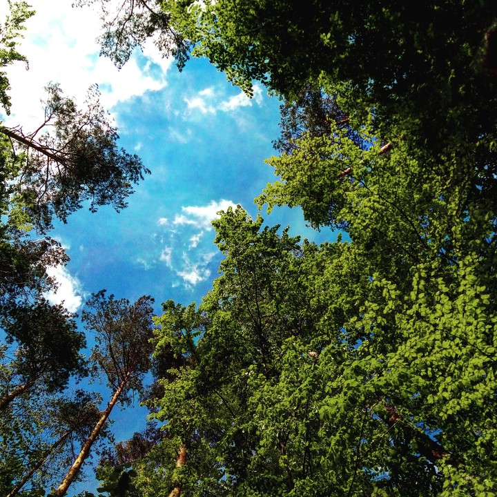 Sky in the Forrest