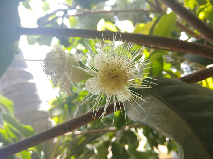 White Flower