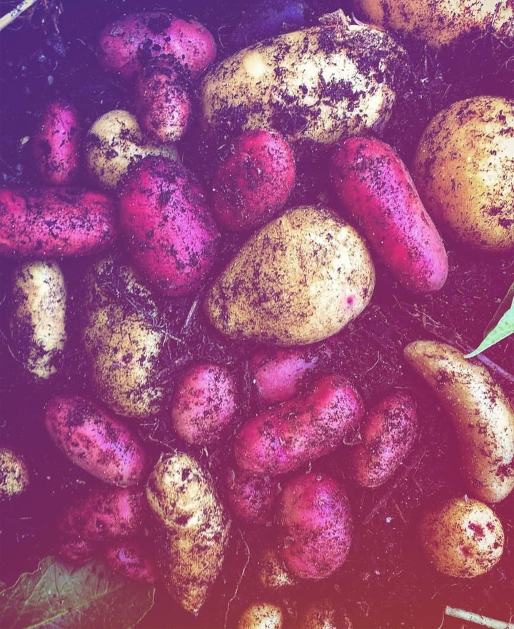 potato ??