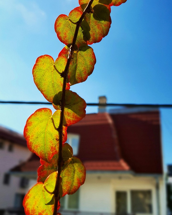 Autumn leaf