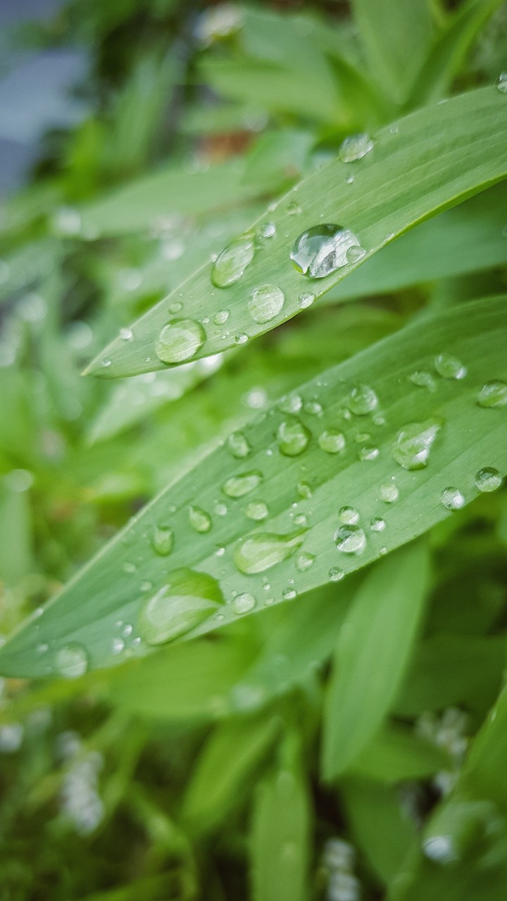 green leafs