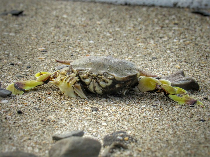 CRAB